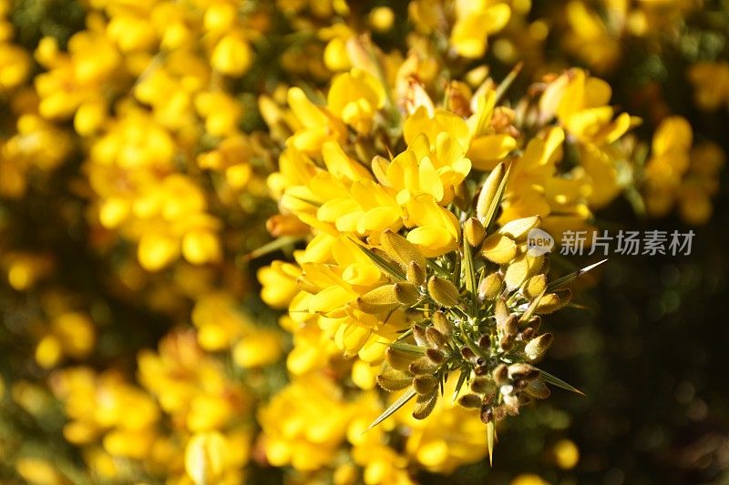 金雀花(Ulex europaeus)